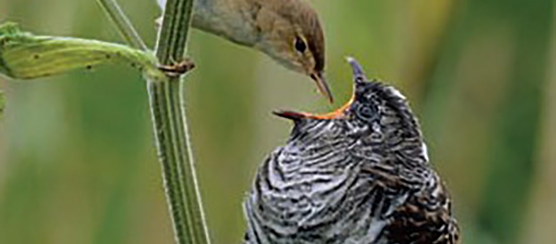 grande uccello alimentato da piccola madre 