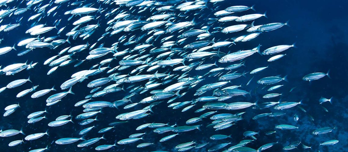 shoal-of-sardines-rushing-over-reef-cabo-catoche-2021-11-16-21-14-39-utc